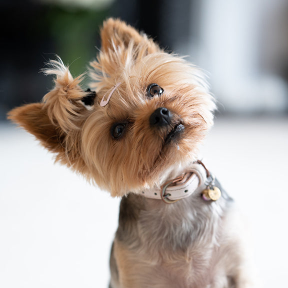 top weird behaviour in dogs, why do dogs act weirdly 
