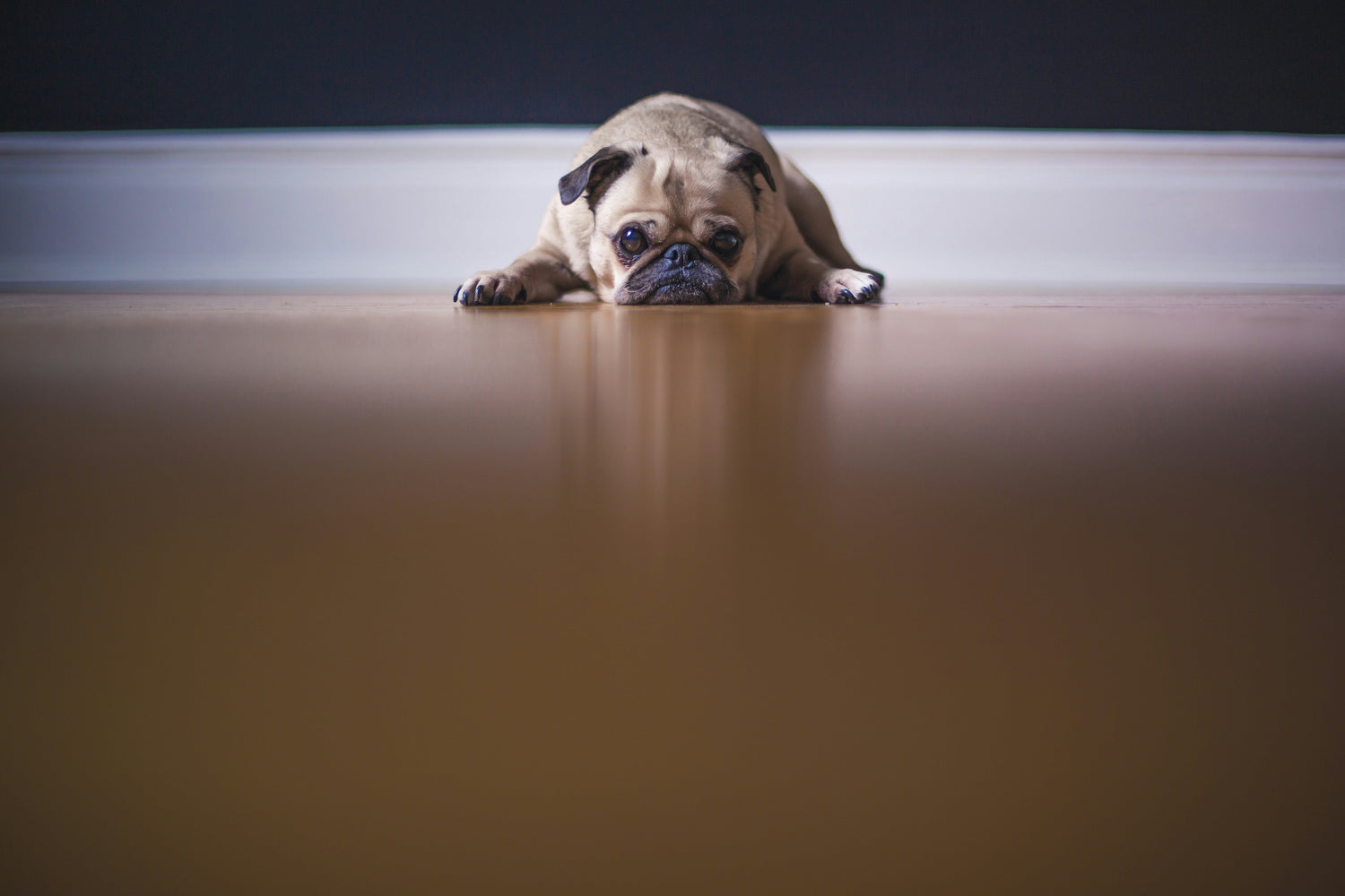 Dandruff 101: The Surprising Causes and Simple Solutions Every Pet Owner Should Know