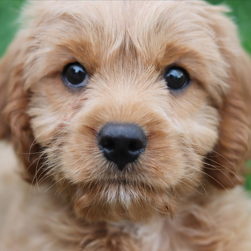doodle breed information, doodle breed stats, doodle puppy guide