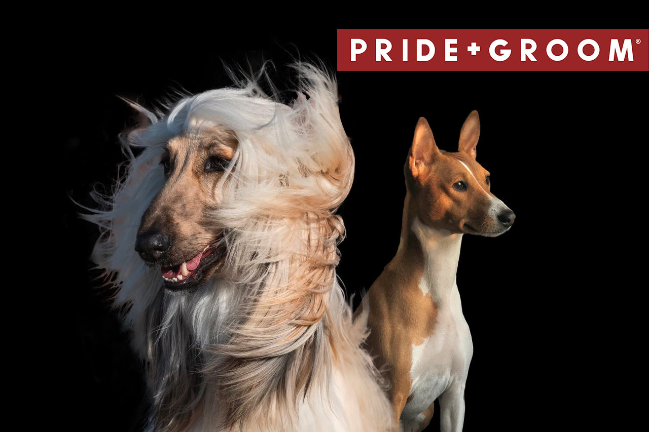 top non-shedding dog breeds, kids friendly dog breeds, hypoallergenic dog breeds