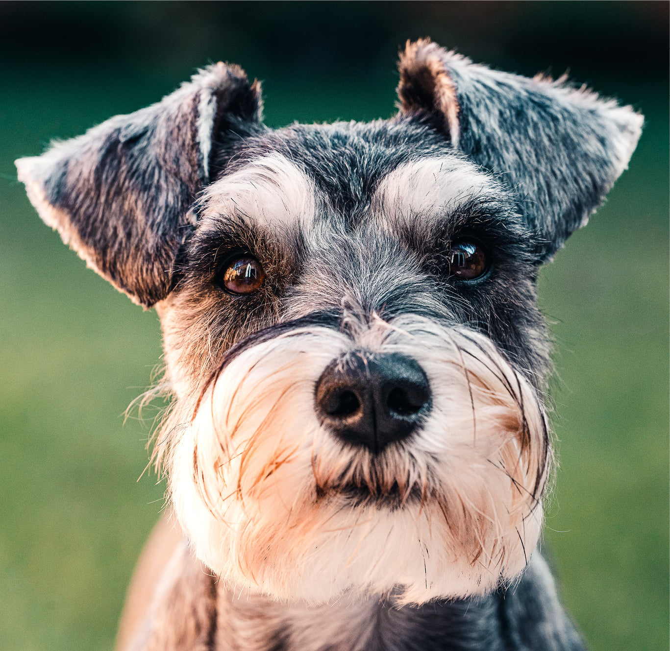 best shampoo for non-shedding dogs