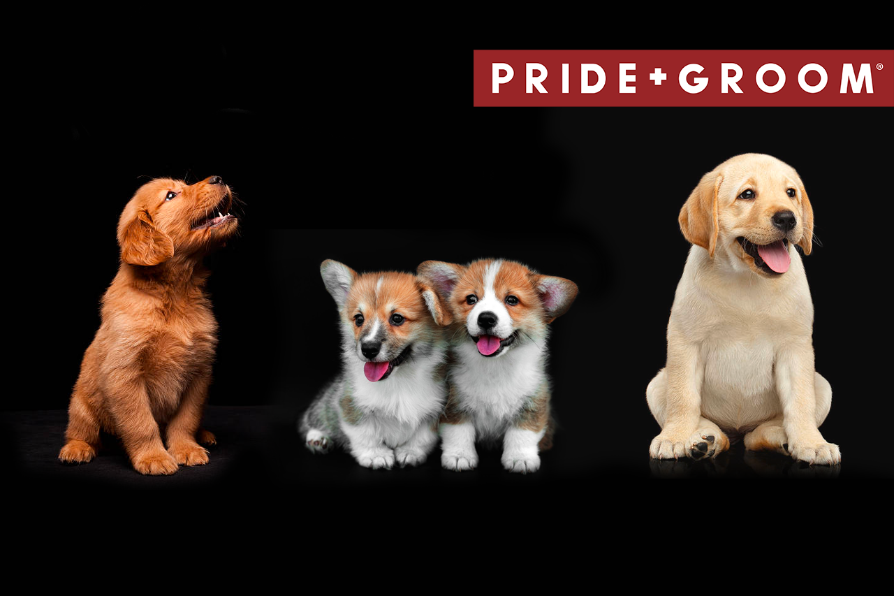 puppies grooming guide, how to groom a puppy, when to groom a puppy