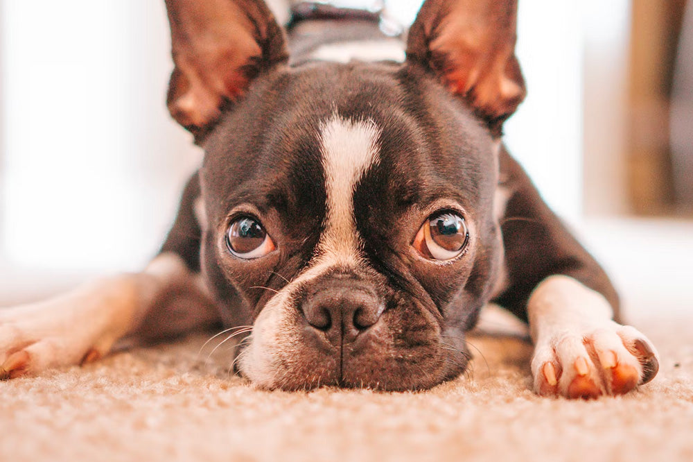 puppy eyes, dog eyes gunk