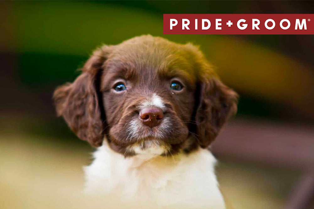 small springerdoodle puppy, springerdoodle breed guide, how to groom springerdoodle