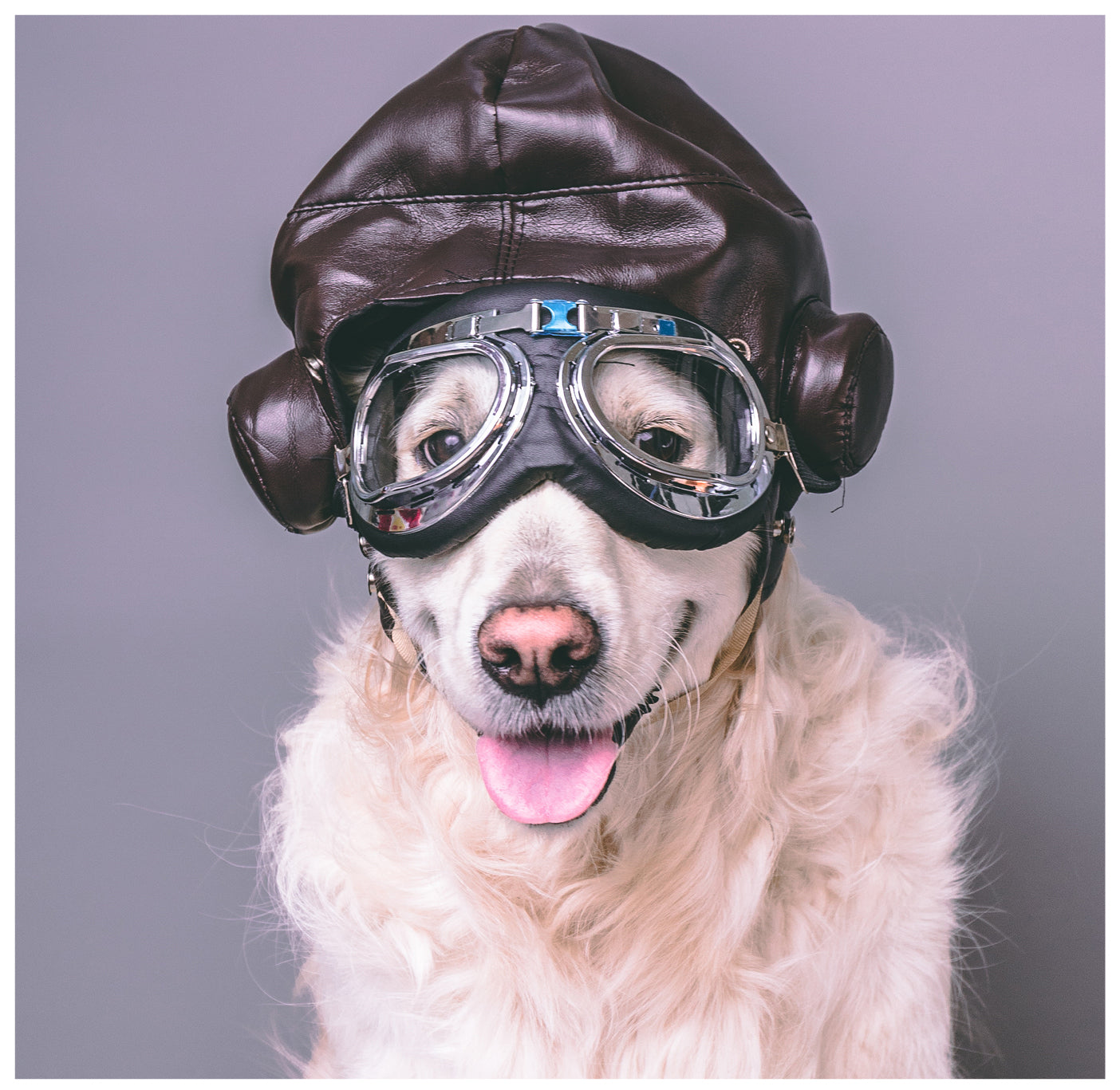 top tips on travelling with dogs, how to safely travel with dogs