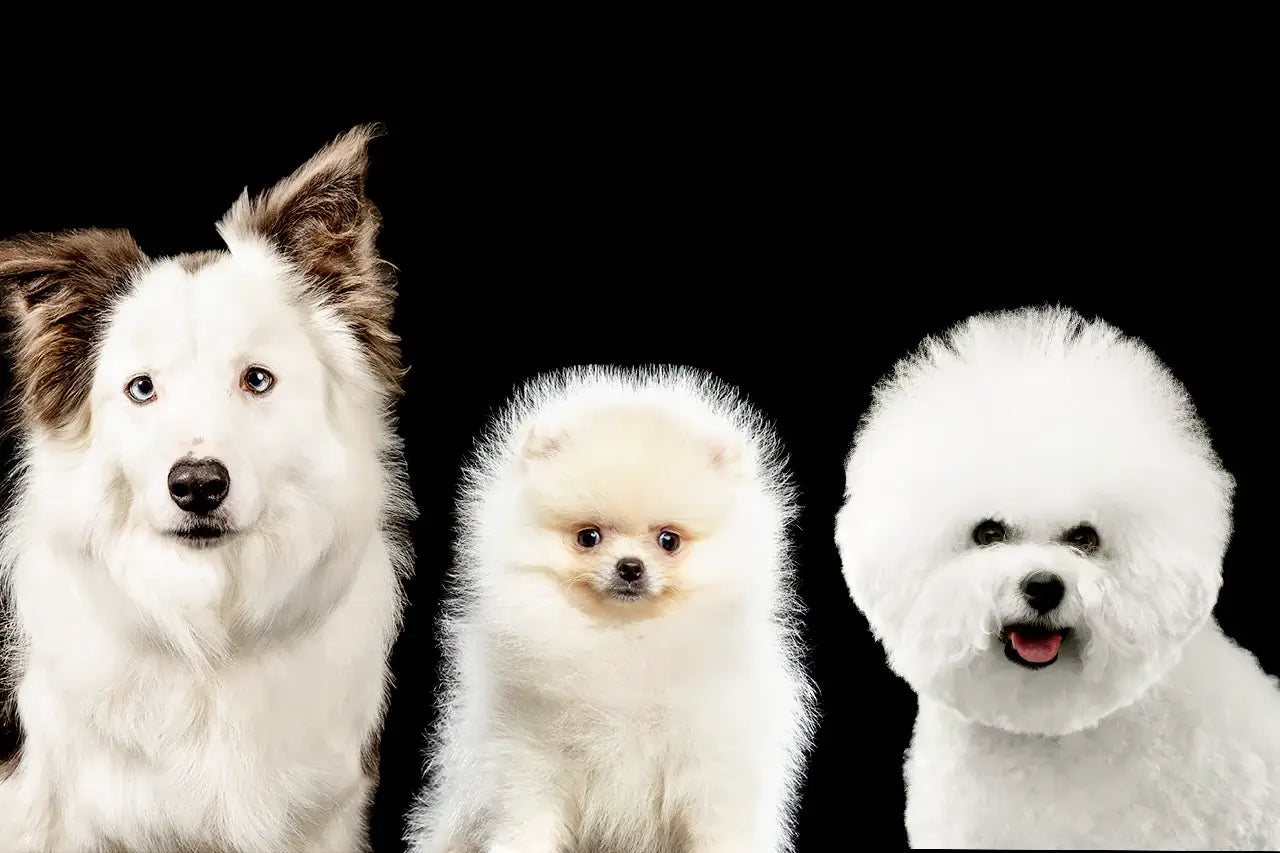 How to Keep Your White Fur Dog Clean and Stain-Free