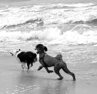 two dogs running near beach side