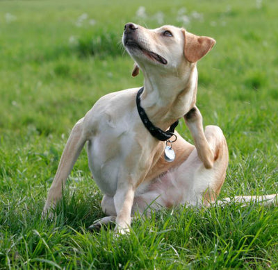 Dog scratching his body