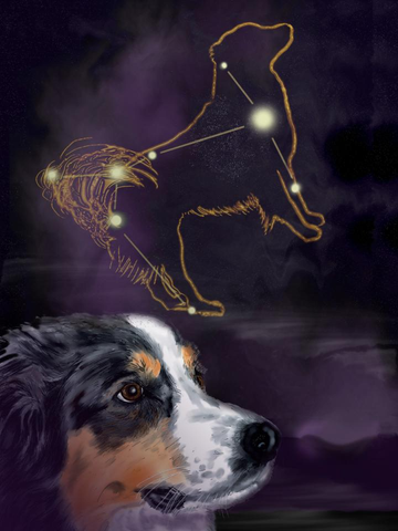 constellation canis major, how to find canis major on the sky
