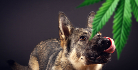 is Marijuana good for dogs