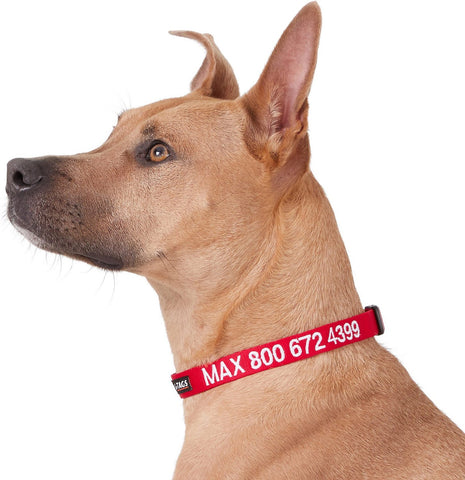 personalized dog collar, custom dog collar, dog collar with name