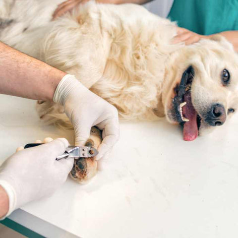 dog nails