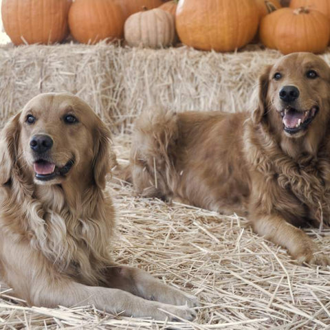 Pumpkin Patch for dog