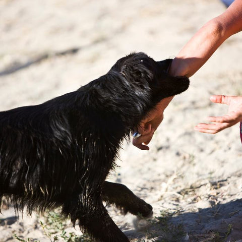 dog biting