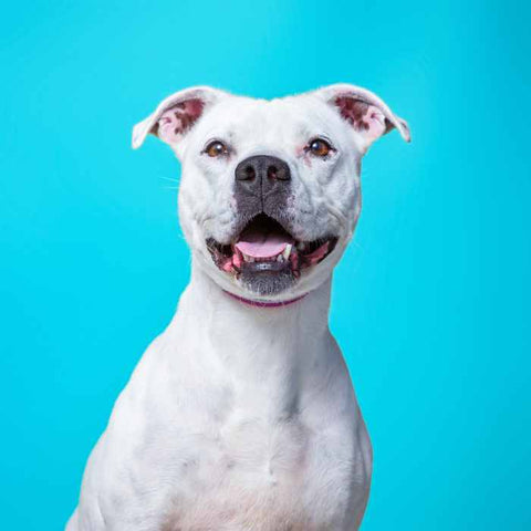 white dog