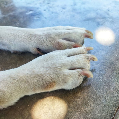dog nails