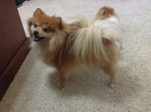 Fluffy Tail Cut, pomeranian cut