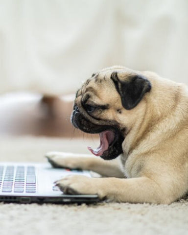 Pets in the workplace