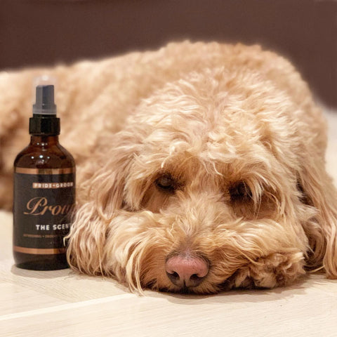 dog with scent, pride and groom scent, dog scent