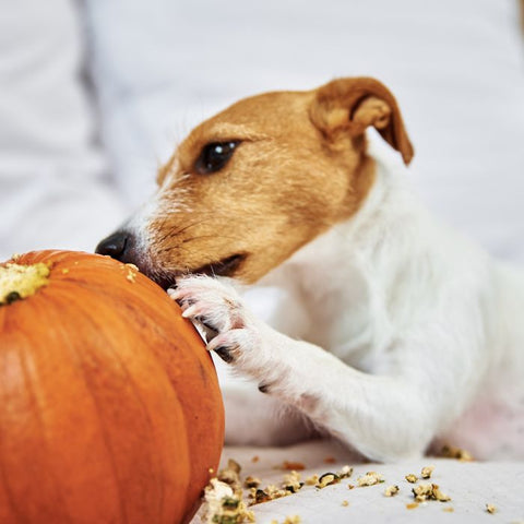 dog pumpkin