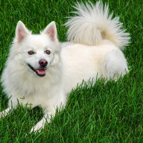 white fur dog