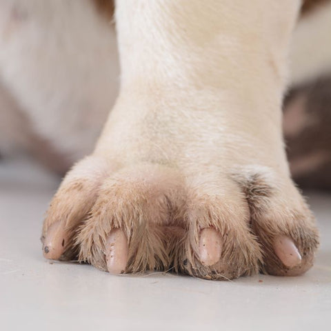 nail polish for dog