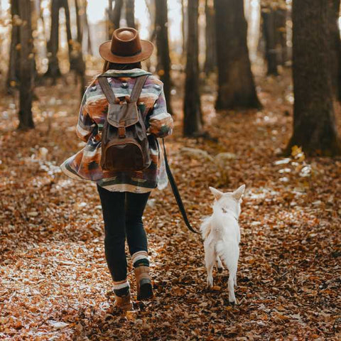 dogs in autum