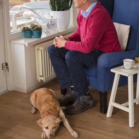 dog as a friend for seniors