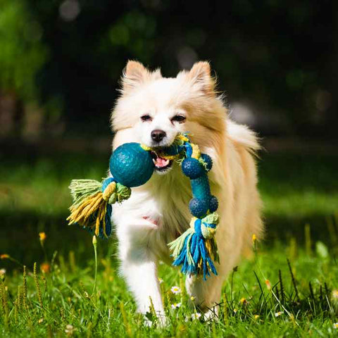 rope dog toys