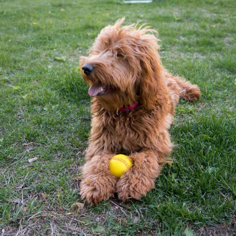 doodle dog