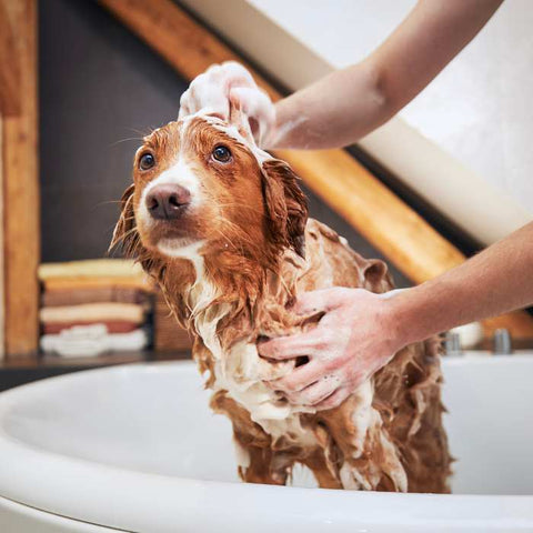 dog bathing, bath a dog