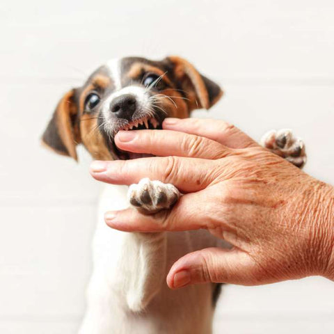 biting puppy, dog biting