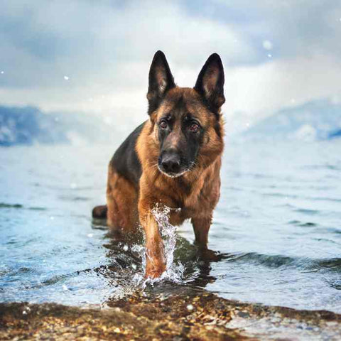 german shephard grooming