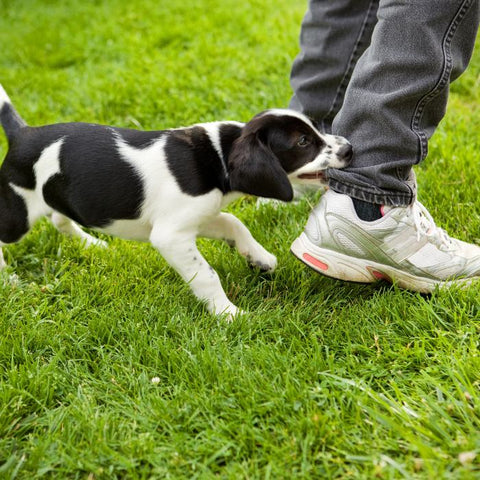 dog bite