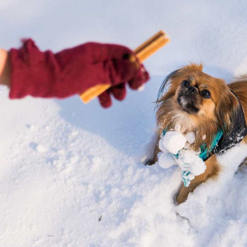 froze dessert for dog