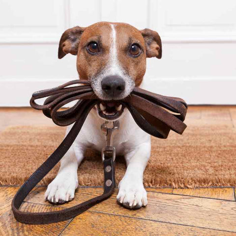 dog leash