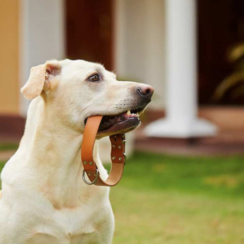 dog leash and collars for puppies, what do you need for a puppy