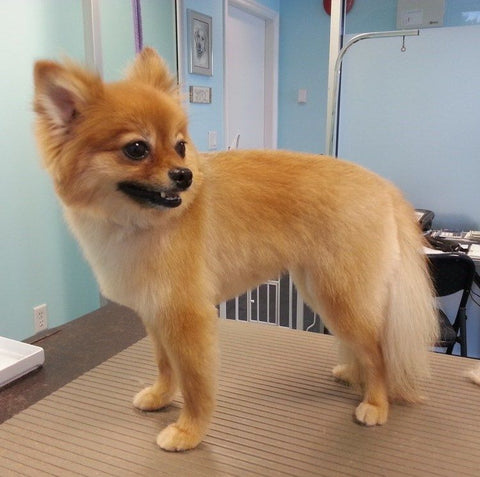 Fox Cut, pomeranian fox cut