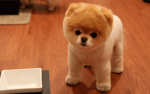 Teddy Bear Cut, pomeranian with teddy bear cut