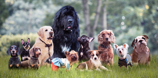 dog breeds with most common health issues, dog breeds with health issues, breed specific health problems