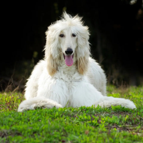 Afghan Hound