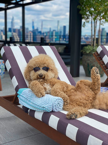 The Williamsburg Hotel, Brooklyn, NY, pet friendly hotels in ny, pet friendly hotel in usa