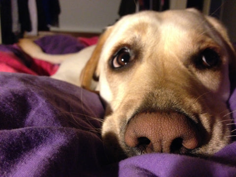 dog in pain
