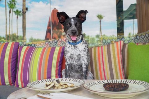 Andaz Scottsdale Resort & Bungalows, Scottsdale, AZ, pet friendly hotels in usa, pet friendly hotel in az, dog menu in hotels 