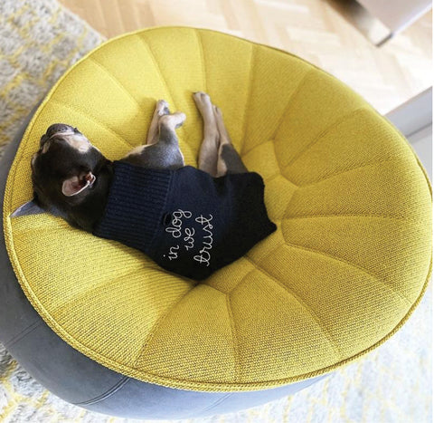 best gifts for dogs, dog gifts ideas, LINGUA FRANCA DOG SWEATER