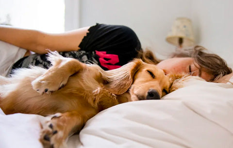 back to back dog sleeping position