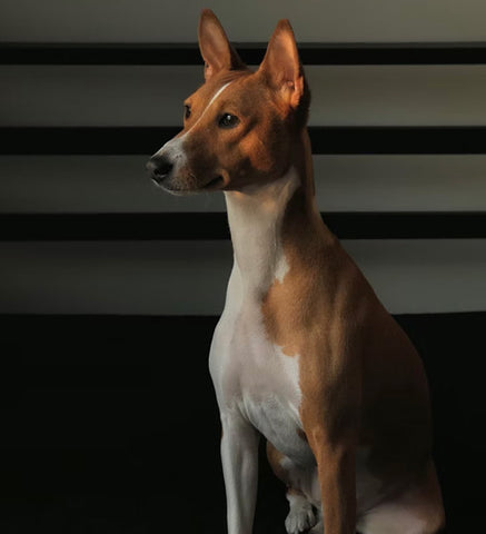 Basenji, top non-shedding dogs, hypoallergenic dogs, non shedding dogs