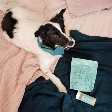 Bye Bye Dog Breath Kit Lifestyle with Joey
