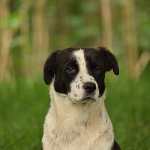 Can Dogs Experience Embarrassment