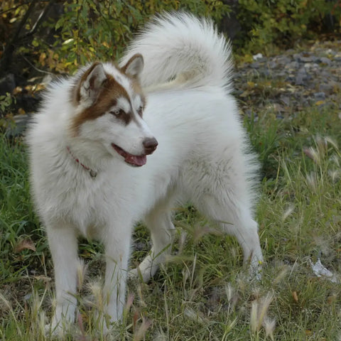Canadian Eskimo Dog